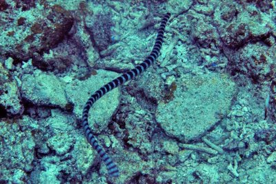 Very Annoying Sea Snake, Laticauda semifasciata