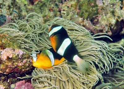 Clarks Anemonefish Couple, In Anemone