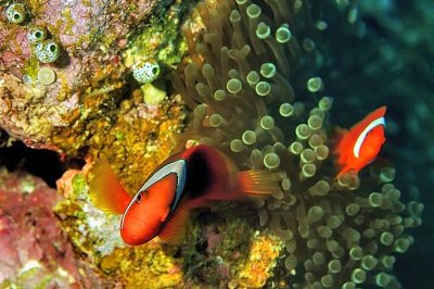 Tomato Anemonefish, Couple,  'Amphiprion frenatus'