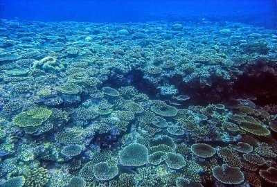 Many Circular Corals 