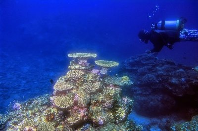 Coral Heads, Dive Guide Behind