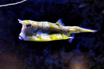 Horned Boxfish, 'Lactoria cornuta'