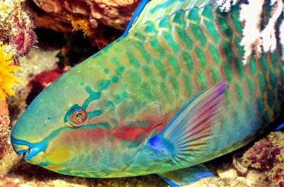 Parrotfish, Sleeping at Night