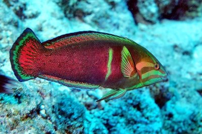 African Wrasse, 'Coris cuvieri'