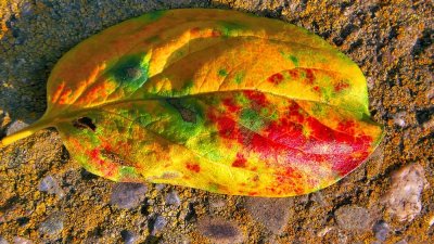 Fallen Autumn Leaf