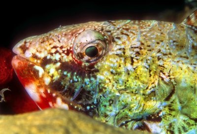 Redband Parrotfish, 'Sparisoma aurofrenatum', Initial Phase, At Night