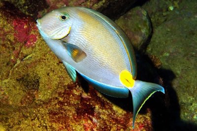 Barbeiro - Razorfish