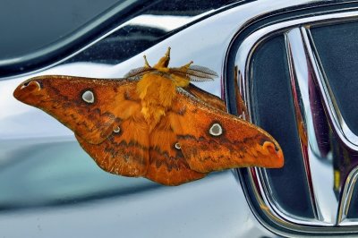 Giant Moth, On Honda Grille