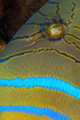 Queen Triggerfish, 'Balistes vetula'