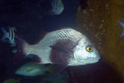  Black Margate, 'Anisotremus surinamensis'