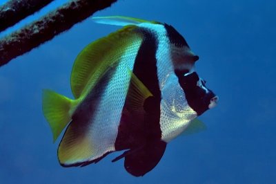 Masked Bannerfish, in the Blue