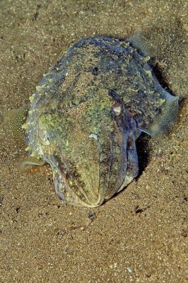 Cuttlefish Sleeping at Night