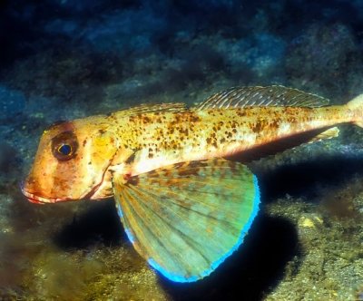 Streaked Gurnard, 'Trigloporus lastoviza'