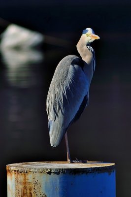 The Grey Heron
