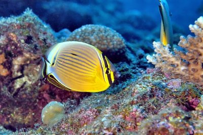 Redfin Butterflyfish 'Chaetodon lunulatus', on Coral 