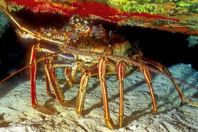 Caribbean Spiny Lobster, 'Panulirus argus', Outside, At Night