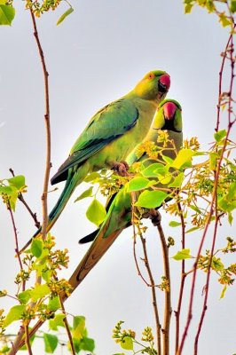 2 Parrots