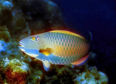 Spotted Parrotfish, 'Cetoscarus ocellatus'