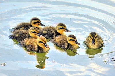 Baby Mallard Ducks