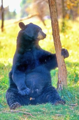 American Black Bear, 'Ursus americanus', Resting