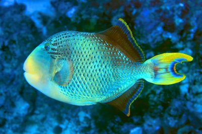 Yellowmargin Triggerfish, 'Pseudobalistes flavimarginatus'