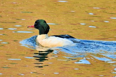 Common Merganser, or Goosander, 'Mergus merganser merganser'