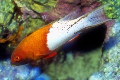 Lyretail Hogfish, 'Bodianus anthioides'