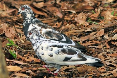 White Stock Dove, 'Columba oenas yarkandensis', Pair