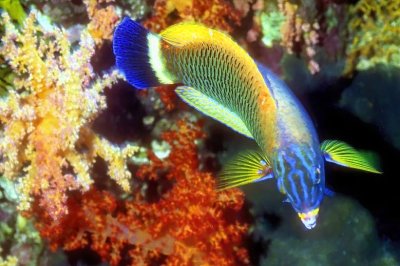 Wrasse, Chiseltooth Wrasse,  'Pseudodax moluccanus'