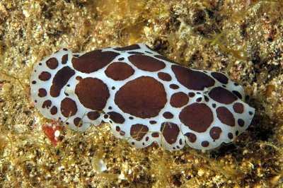 Swiss Cow Nudibranch, 'Peltodoris atromaculata',