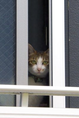 Kitten At Window 