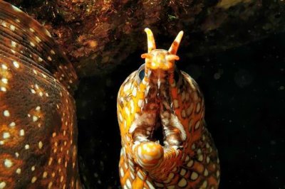 Dragon Moray Teeth