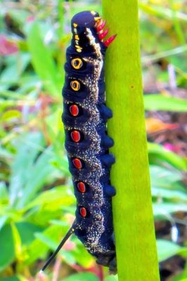 Impatiens Hawkmoth, 'Theretra oldenlandiae',  Caterpillar