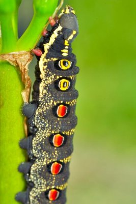 Caterpillar Closer: Impatiens Hawkmoth, 'Theretra oldenlandiae'