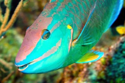 Parrotfish Close Up