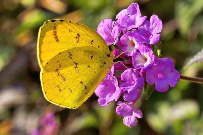 Yellow Autumn Butterfly