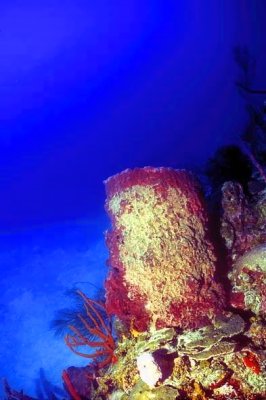 Giant Barrel Sponge 