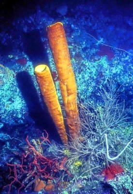 Yellow Tubular Sponges