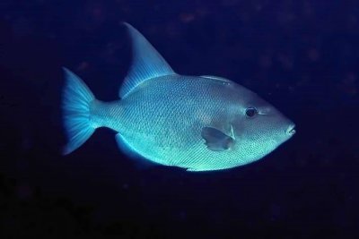 OceanTriggerfish, 'Canthidermis sufflamen'