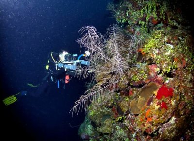 Filming Black Coral At Deep