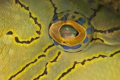 Queen Triggerfish, Balistes vetula Eye