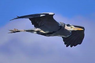 Heron In Flight
