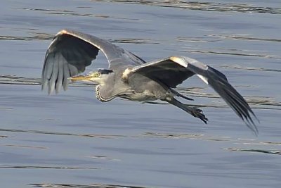Heron Flying Near Water
