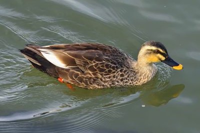 Eastern Spot-billed Duck. 'Anas zonorhyncha'