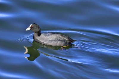 Coot Reflections