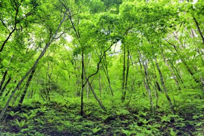 Woods, in Summer