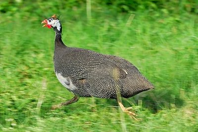 Pintade = Helmeted Guineafowl, 'Numida meleagris'