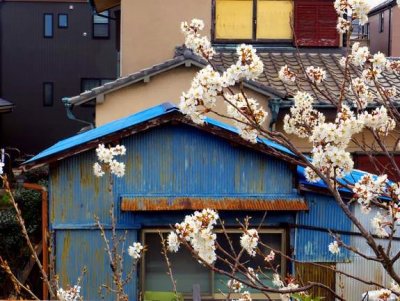 Traditional House And Sakura