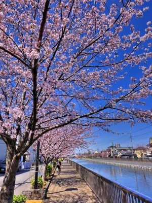 Sakura Tree Flowers By The Shin River Walk