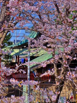 Sakuras on Shin-Koiwa Katori Shinto Shrine